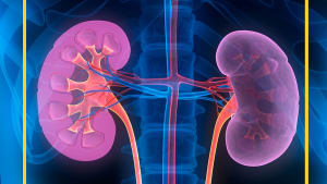Renal (kidney) services